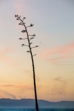 Pastel #5 by Nicolas Jandrain