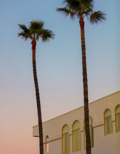 Palmtrees photo gallery by Nicolas Jandrain