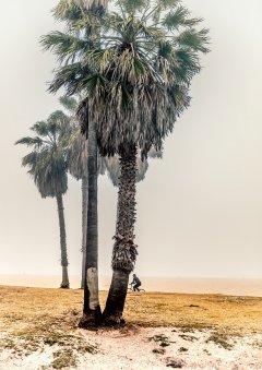 Palmtrees #7 by Nicolas Jandrain