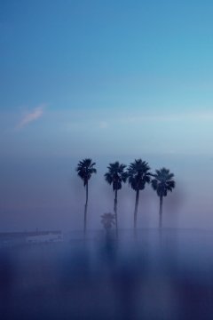 Palmtrees #4 by Nicolas Jandrain