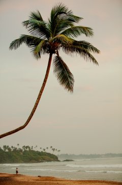 Palmtrees #10 by Nicolas Jandrain