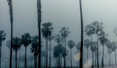 Palmtrees #4 by Nicolas Jandrain