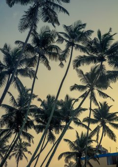 Palmtrees #2 by Nicolas Jandrain