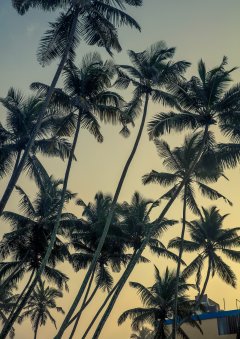 Palmtrees #5 by Nicolas Jandrain
