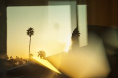 Palmtrees #3 by Nicolas Jandrain