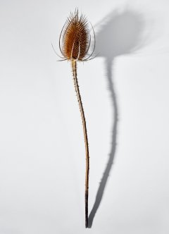 Stilllife #7 by Nicolas Jandrain