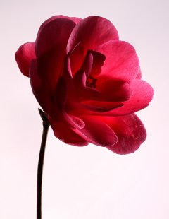 Stilllife #21 by Nicolas Jandrain