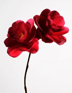 Stilllife #3 by Nicolas Jandrain