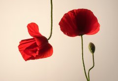 Latest & Overview #5 by Nicolas Jandrain