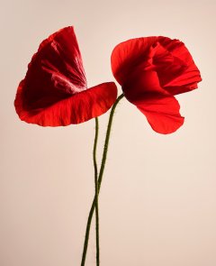 Stilllife #5 by Nicolas Jandrain