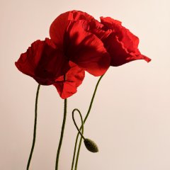 Stilllife #1 by Nicolas Jandrain