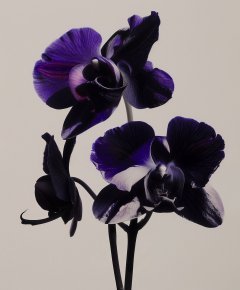 Stilllife #14 by Nicolas Jandrain