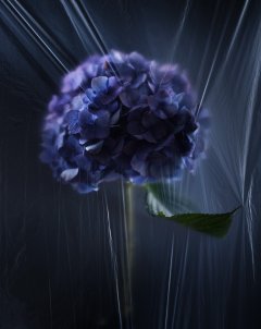 Stilllife #6 by Nicolas Jandrain