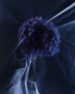 Stilllife #10 by Nicolas Jandrain