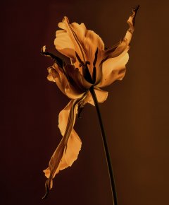 Stilllife #21 by Nicolas Jandrain