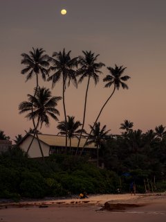 Palmtrees #4 by Nicolas Jandrain