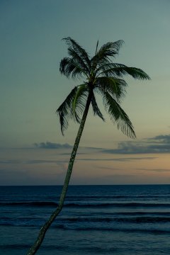Palmtrees #9 by Nicolas Jandrain