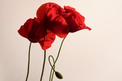 Latest & Overview - Photography by Nicolas Jandrain