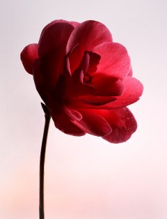 Stilllife #20 by Nicolas Jandrain